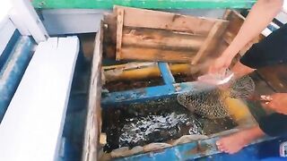 Рыбалка и водоросли островов Кото: день с местными рыбаками
