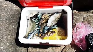 Утро на мысе Йен у Куинёна: рыба для обеда и длинный день на камнях