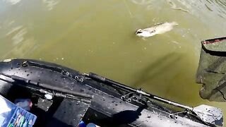Сом на тринадцатисантиметровый воблер после дождей