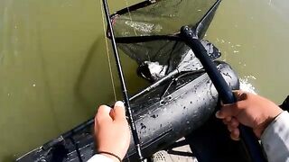 Сом на тринадцатисантиметровый воблер после дождей