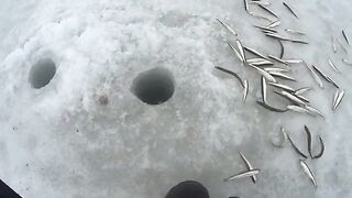 Полонка, Русский остров: корюшка на мелководье и укороченный самодур