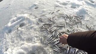 Полонка, Русский остров: корюшка на мелководье и укороченный самодур
