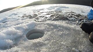 Полонка, Русский остров: корюшка на мелководье и укороченный самодур