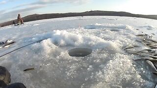 Полонка, Русский остров: корюшка на мелководье и укороченный самодур