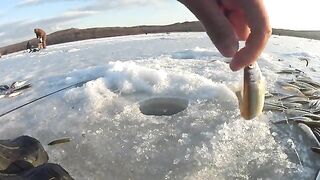 Полонка, Русский остров: корюшка на мелководье и укороченный самодур