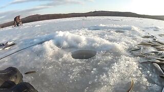 Полонка, Русский остров: корюшка на мелководье и укороченный самодур