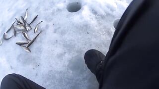 Полонка, Русский остров: корюшка на мелководье и укороченный самодур