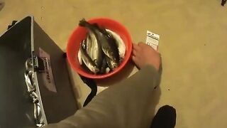 Полонка, Русский остров: корюшка на мелководье и укороченный самодур