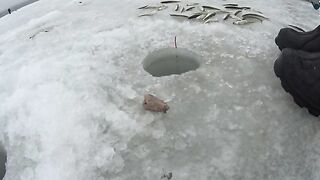 Полонка, Русский остров: корюшка на мелководье и укороченный самодур