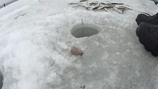 Полонка, Русский остров: корюшка на мелководье и укороченный самодур