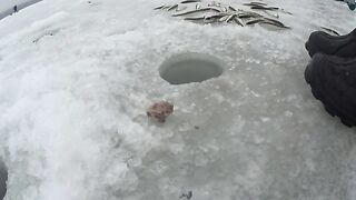 Полонка, Русский остров: корюшка на мелководье и укороченный самодур
