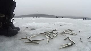 Полонка, Русский остров: корюшка на мелководье и укороченный самодур