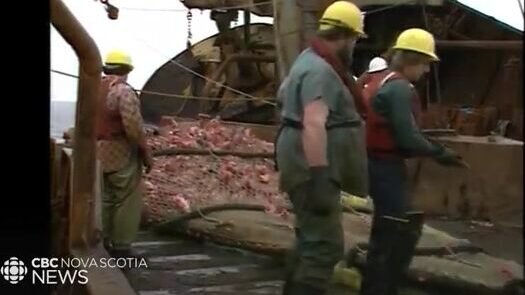 Морской окунь в заливе Святого Лаврентия: почему рыбаки канадских провинций спорили о квотах