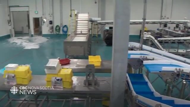 Морской окунь в заливе Святого Лаврентия: почему рыбаки канадских провинций спорили о квотах