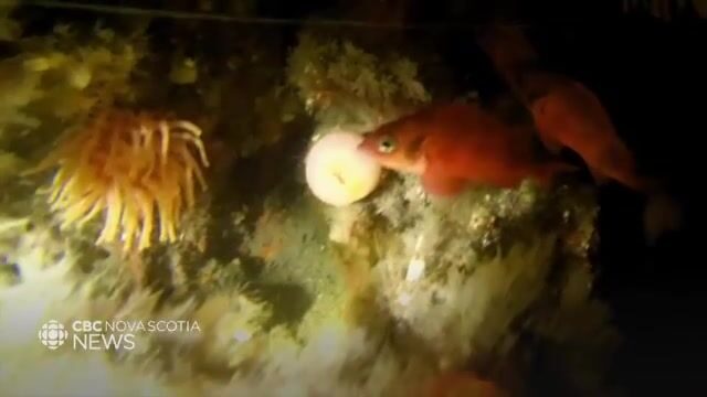 Морской окунь в заливе Святого Лаврентия: почему рыбаки канадских провинций спорили о квотах