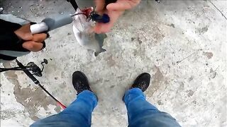 Две рыбы после сходов на утреннем берегу Синопа