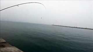 Две рыбы после сходов на утреннем берегу Синопа