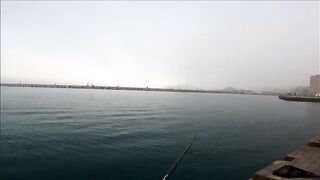 Две рыбы после сходов на утреннем берегу Синопа