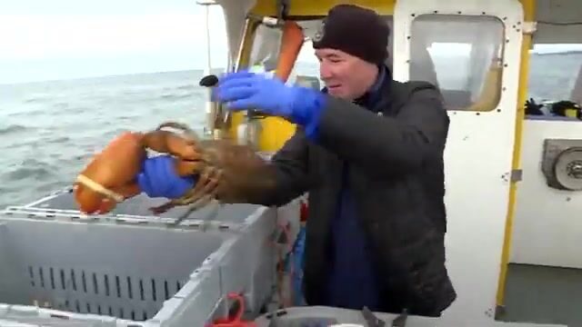 Промысел омара у берегов Квебека: выход из Пор-Картье, ловушки и жизнь рыбацкой команды