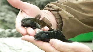 Утро на Каспии в Махачкале: вобла, подлещик и бычки у городского берега
