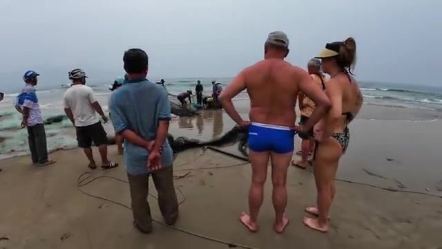 Невод на пляже Микхе в Дананге: утренний улов рыбы, кальмары и крупные медузы у берега