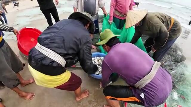 Невод на пляже Микхе в Дананге: утренний улов рыбы, кальмары и крупные медузы у берега