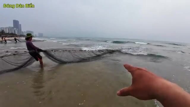 Невод на пляже Микхе в Дананге: утренний улов рыбы, кальмары и крупные медузы у берега