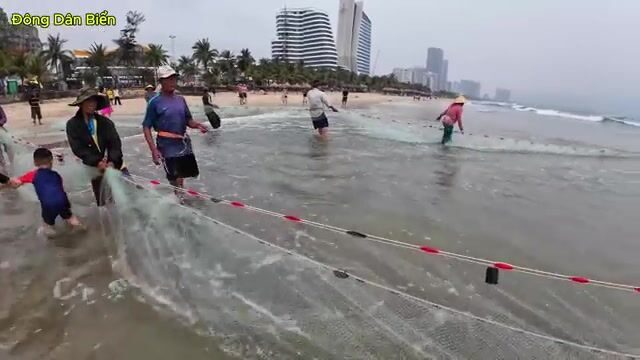 Невод на пляже Микхе в Дананге: утренний улов рыбы, кальмары и крупные медузы у берега