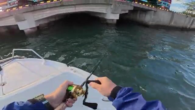 Крупный японский сибас в заливе Осаки: утренняя рыбалка с катера