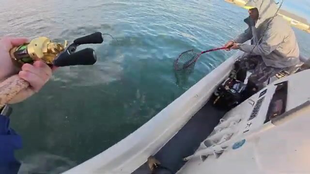 Крупный японский сибас в заливе Осаки: утренняя рыбалка с катера