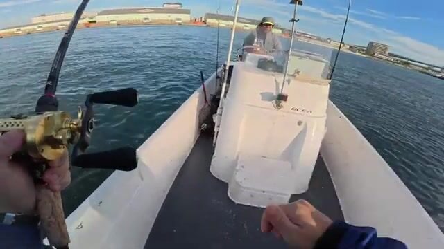 Крупный японский сибас в заливе Осаки: утренняя рыбалка с катера
