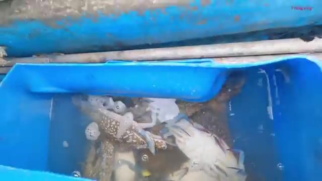 Ночной выход из Лонгхая: как рыбаки ищут косяк под водой и ставят сеть