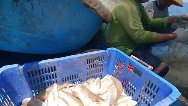 Ночной выход из Лонгхая: как рыбаки ищут косяк под водой и ставят сеть