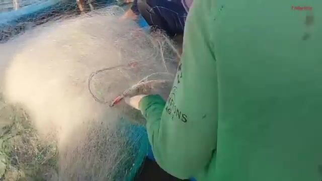 Ночной выход из Лонгхая: как рыбаки ищут косяк под водой и ставят сеть