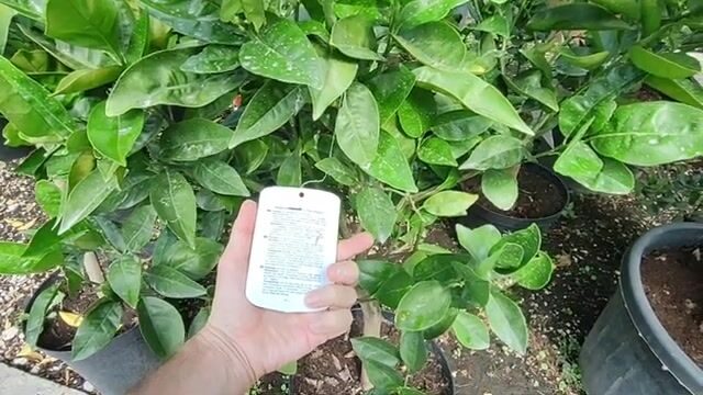 Рыбалка на мидию с пирса в Цитрусовом совхозе: морской карась после шторма в Абхазии