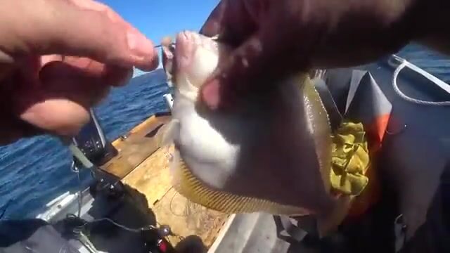 Камбала на глубине 53 метра у острова Русский: эхолот и подводная камера