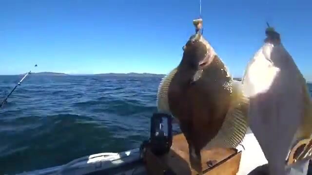 Камбала на глубине 53 метра у острова Русский: эхолот и подводная камера