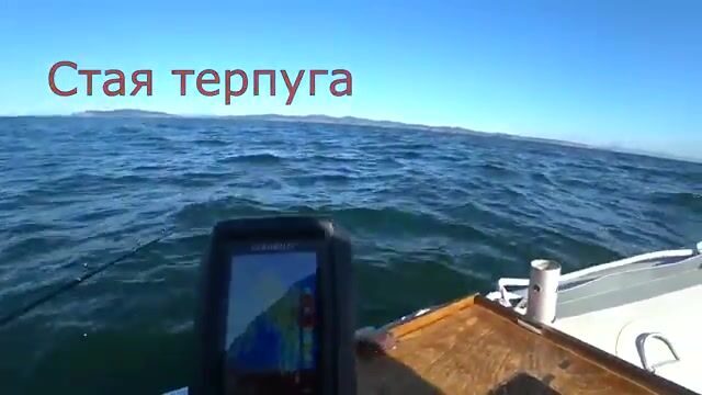 Камбала на глубине 53 метра у острова Русский: эхолот и подводная камера