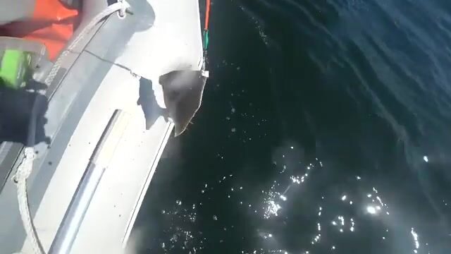 Камбала на глубине 53 метра у острова Русский: эхолот и подводная камера