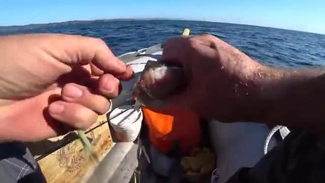 Камбала на глубине 53 метра у острова Русский: эхолот и подводная камера