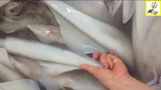 Кальмары из Ниньчу и Фанранга во Вьетнаме: короткий обзор морепродуктов с побережья