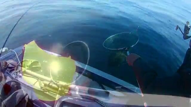 Камбала у мыса Вятлина на Русском острове: хороший клев до сильного ветра