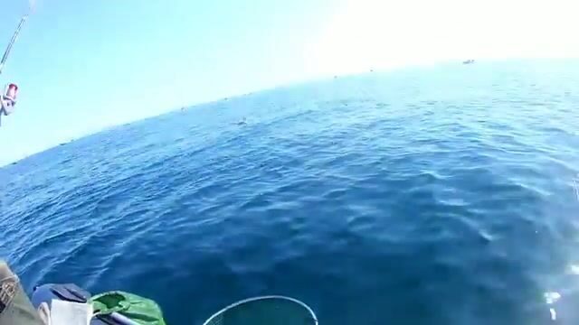 Камбала у мыса Вятлина на Русском острове: хороший клев до сильного ветра