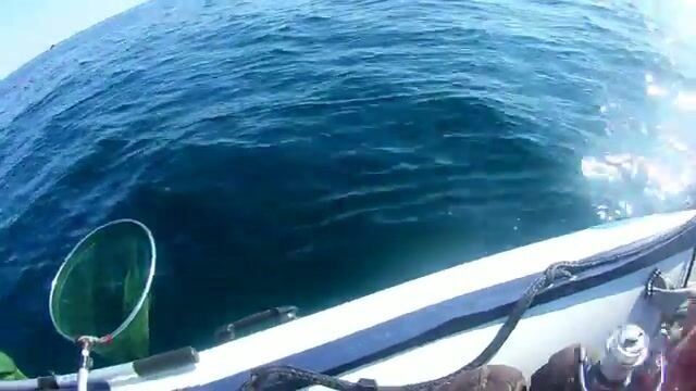Камбала у мыса Вятлина на Русском острове: хороший клев до сильного ветра
