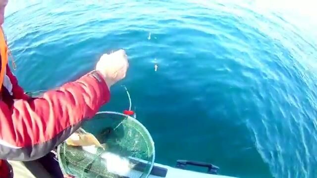 Камбала у мыса Вятлина на Русском острове: хороший клев до сильного ветра