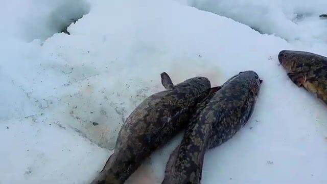 Зимняя рыбалка на налима в Онежском заливе Белого моря: корюшка на джиге и ночевка на льду