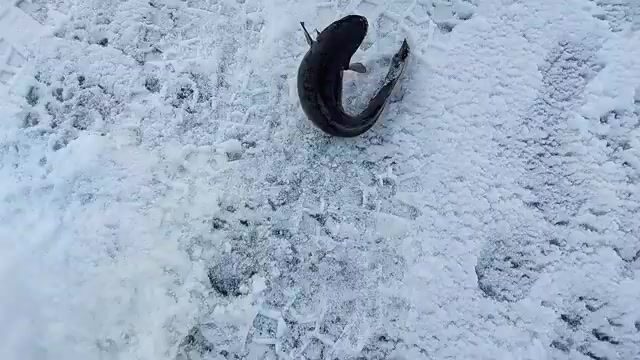 Зимняя рыбалка на налима в Онежском заливе Белого моря: корюшка на джиге и ночевка на льду