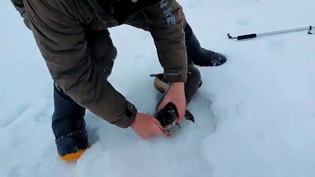 Зимняя рыбалка на налима в Онежском заливе Белого моря: корюшка на джиге и ночевка на льду