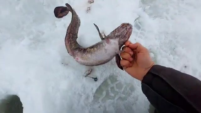 Зимняя рыбалка на налима в Онежском заливе Белого моря: корюшка на джиге и ночевка на льду