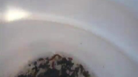 Ловля пеленгаса с берега в Приморске на Азовском море: снасти, лиманный червь и улов